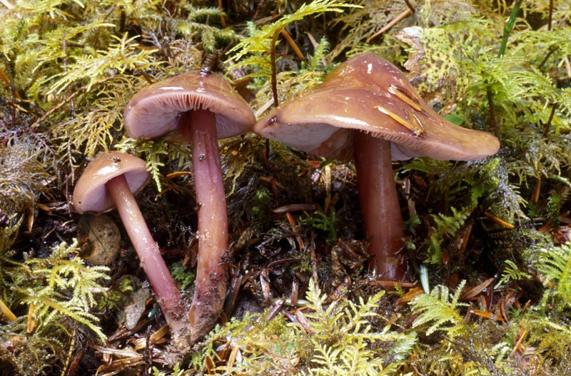 Phaeocollybia lilacifolia